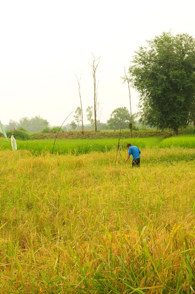 Agricultor que trabaja en la granja de arroz de Tailandia —  Fotos de Stock