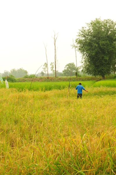 Tayland Paddy grupta çalışan çiftçi — Stok fotoğraf