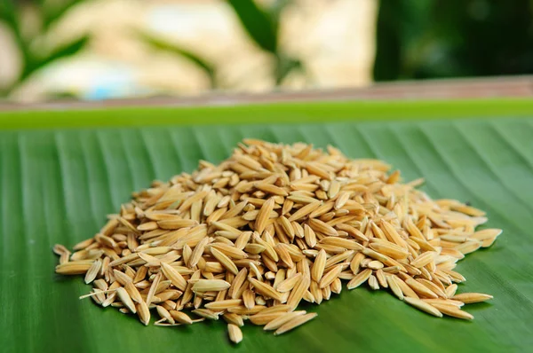 Крупный план риса на зеленом фоне листьев — стоковое фото