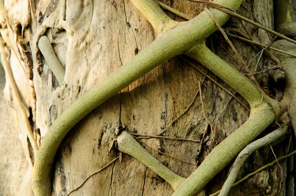 Close-up of parasite root — Stock Photo, Image
