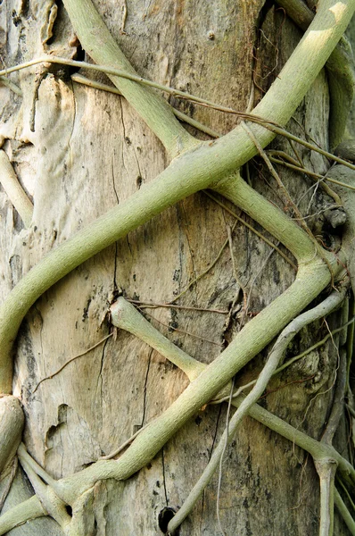 Nahaufnahme der Wurzel des Parasiten — Stockfoto