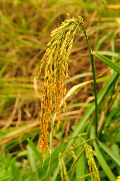Ris växten i paddy — Stockfoto