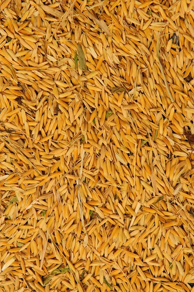 Reiskorn Hintergrund — Stockfoto