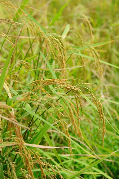 Planta de arroz em arroz paddy — Fotografia de Stock