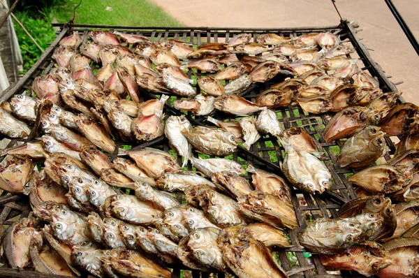 Traditional solar dried fish — Stock Photo, Image