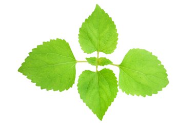 beyaz zemin üzerine genç yeşil bitki.