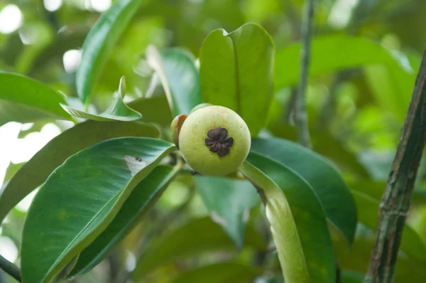 Mangoustan frais vert sur la plante — Photo