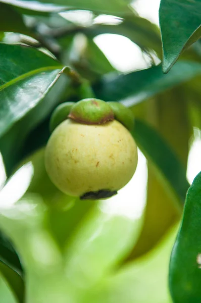 Mangostão fresco verde em fábrica — Fotografia de Stock