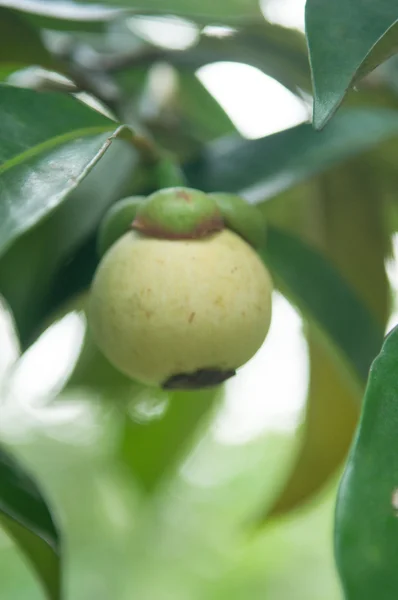 Mangoustan frais vert sur la plante — Photo