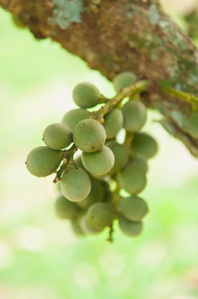 Longong vert sur l'arbre — Photo