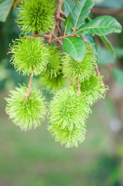 ağaç üzerinde yeşil rambutan