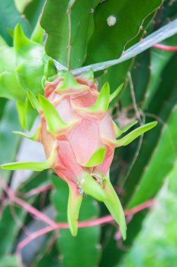 Dragon meyve çiftlik ağaç