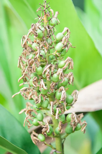 Galgantfrucht — Stockfoto