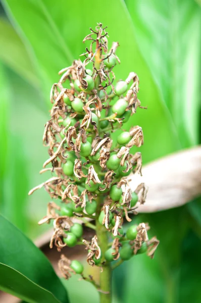 Galgantfrucht — Stockfoto