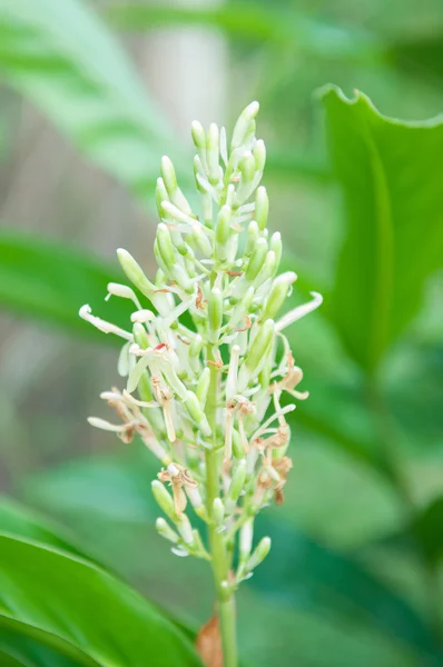 Flor de Galanga — Fotografia de Stock