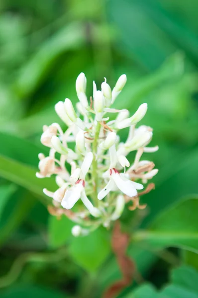 Galgantblume — Stockfoto