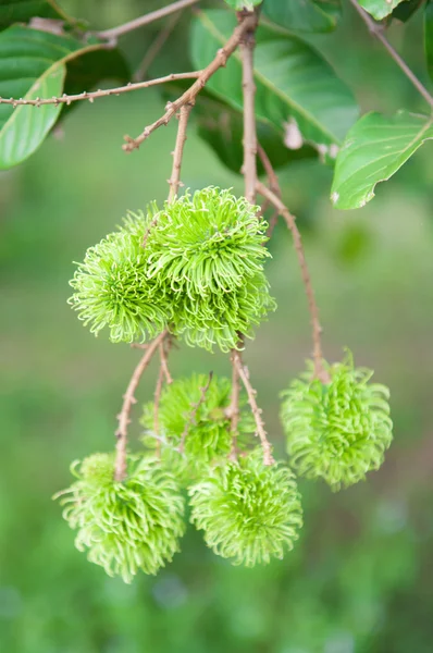 Rambutan verde na árvore — Fotografia de Stock