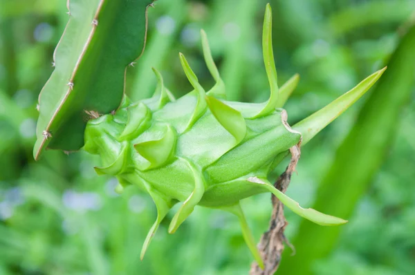 Vihreä lohikäärme hedelmiä puussa maatilalla Thaimaassa — kuvapankkivalokuva