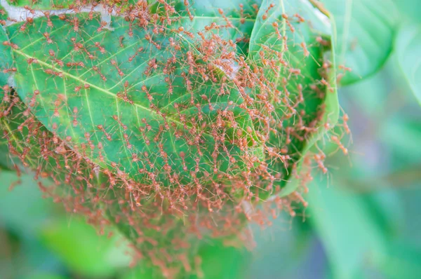 Red ant builds nests on a leaf. — Stock Photo, Image