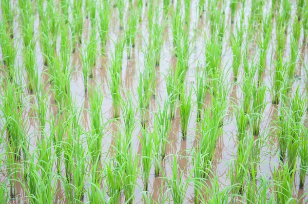 Rice field show agriculture background — Stock Photo, Image