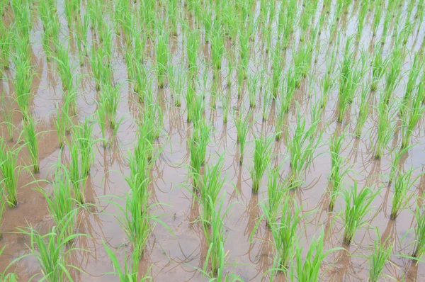 Campo de arroz mostrar fundo agricultura — Fotografia de Stock
