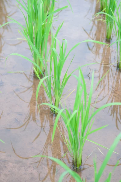 Grüner Reisbaum zeigt landwirtschaftlichen Hintergrund — Stockfoto