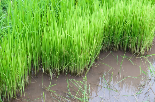 Árvore de arroz verde mostrar fundo agricultura — Fotografia de Stock