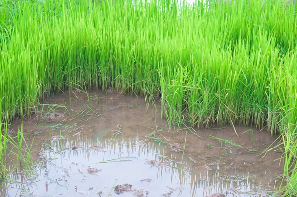 Grüner Reisbaum zeigt landwirtschaftlichen Hintergrund — Stockfoto