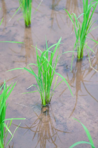 Reisfeld zeigt landwirtschaftlichen Hintergrund — Stockfoto