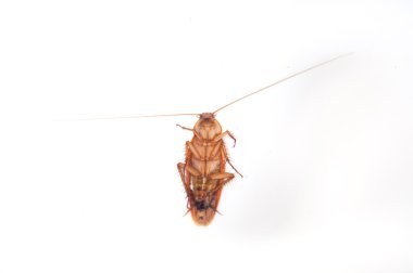 Beyaz arka planda hamamböceği