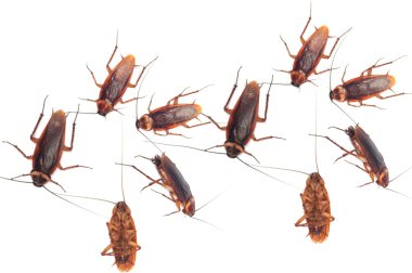 Beyaz arka planda hamamböceği