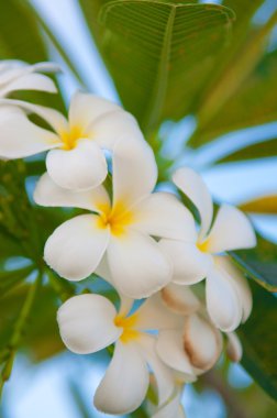 Frangipani çiçekler