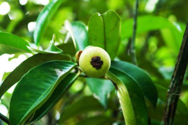 Yeşil taze mangosteen tesisi
