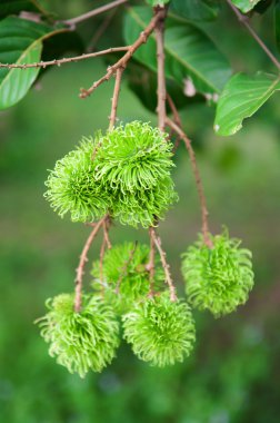 ağaç üzerinde yeşil rambutan