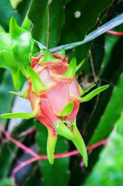 Dragon meyve çiftlik ağaç