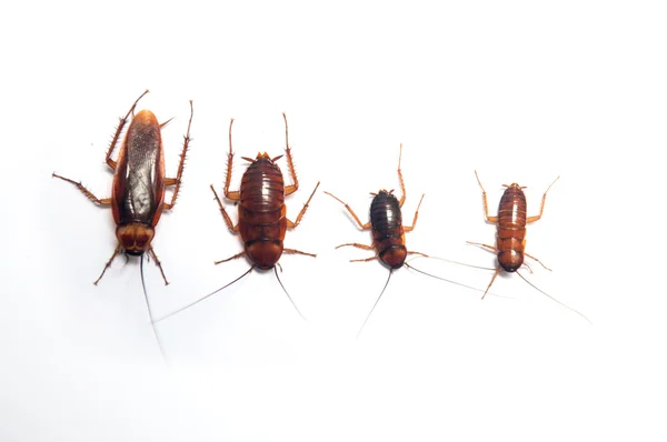 Cockroach on white background — Stock Photo, Image