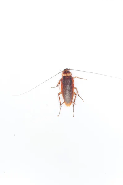 Kakkerlak op witte achtergrond — Stockfoto