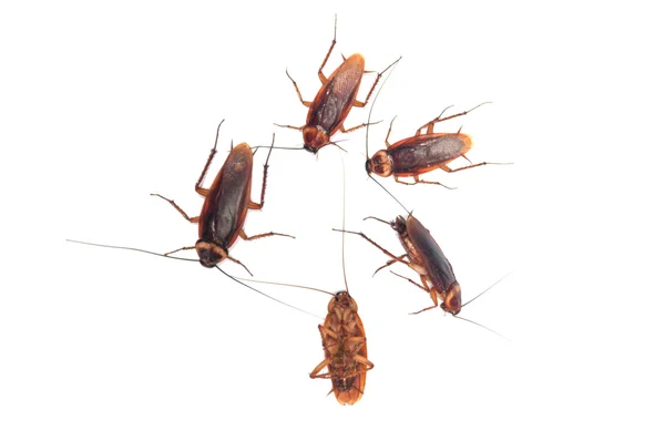 Patroon van kakkerlak op witte achtergrond — Stockfoto