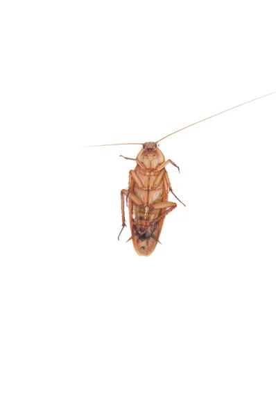 Cockroach on white background — Stock Photo, Image