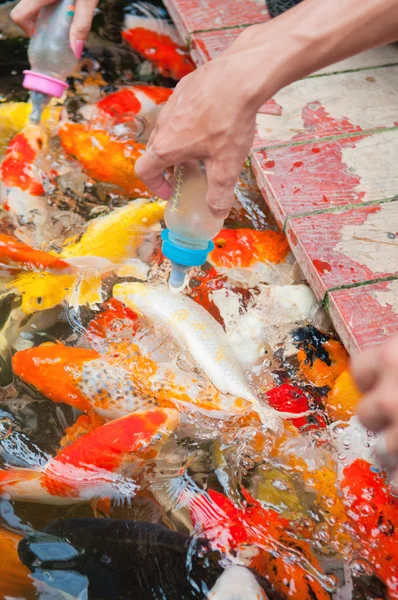 Alimentación de pescado Koi con biberón — Foto de Stock