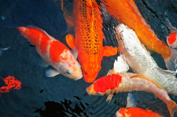Colorido Koi o carpa de pescado chino en el agua — Foto de Stock