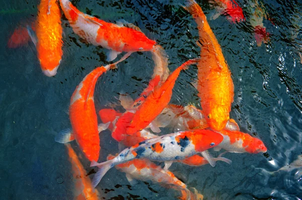 Koi colorido ou peixe chinês de carpa na água — Fotografia de Stock