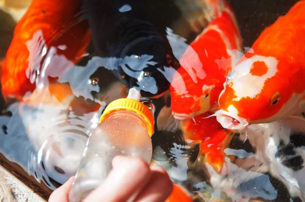 Alimentando peixes Koi com garrafa de leite — Fotografia de Stock