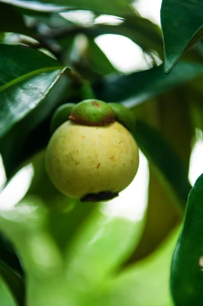 Mangoustan frais vert sur la plante — Photo