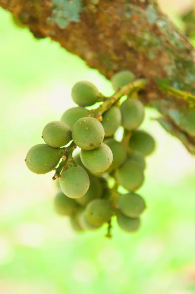 Longong vert sur l'arbre — Photo