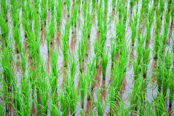 Reisfeld zeigt landwirtschaftlichen Hintergrund — Stockfoto