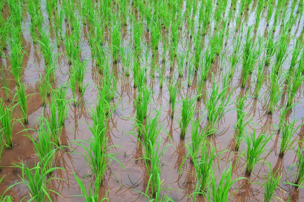 Campo de arroz mostrar fundo agricultura — Fotografia de Stock