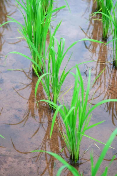 Árvore de arroz verde mostrar fundo agricultura — Fotografia de Stock