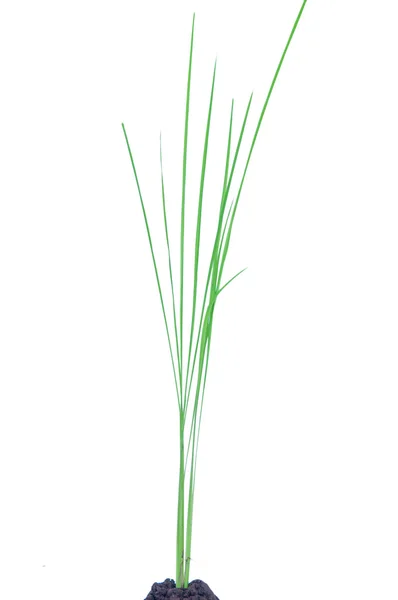 Geïsoleerde rijst plant op witte achtergrond — Stockfoto