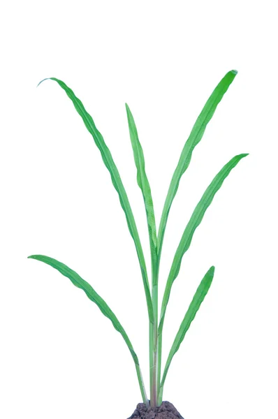 Isolated green grass plant on white background — Stock Photo, Image